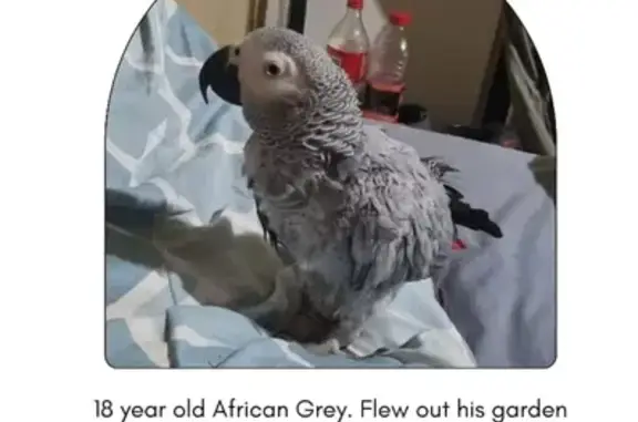 Lost African Grey Parrot on 18...