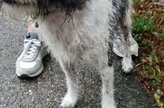 Animaux trouvés , photo: Chien trouvé près de la station d'épuration
