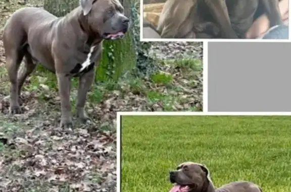 American Bully XL gris perdu à Gien - photo