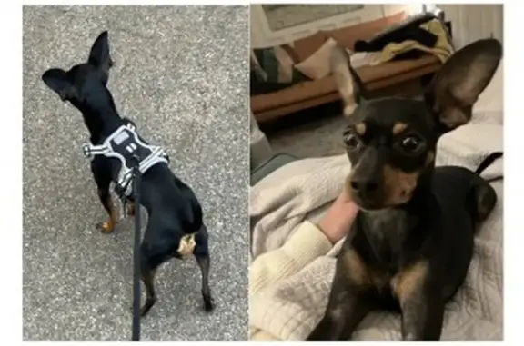 Lost Miniature Pinscher in Sydenham/Penge