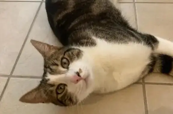 Chat perdu, Tonnay-Charente, photo: Chat tigré noir marron et blanc perdu