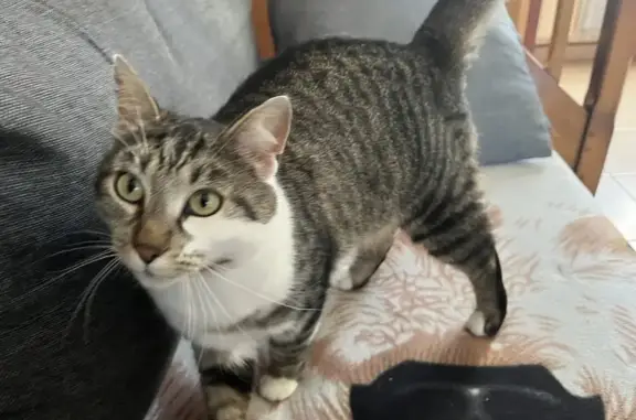 Chat perdu, Rieux, photo: Chat tigré blanc et gris perdu à Rieux