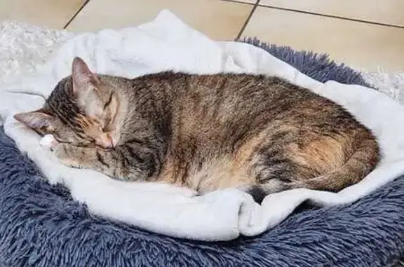 Chat perdu, La Rochelle, photo: Chatte tigrée marron disparue à La Rochelle