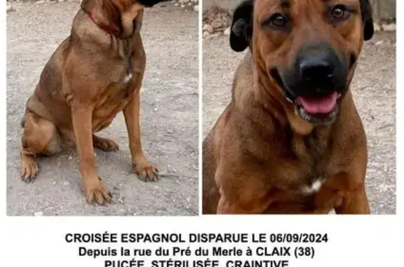 Chien perdu Claix, photo : Chien beige perdu, Claix, Allée du Bosquet
