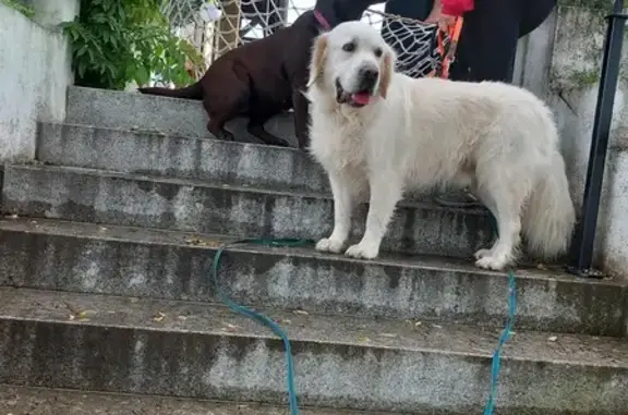 Deux chiens trouvés à Loisin, Auvergne-Rhône-Alpes - photo