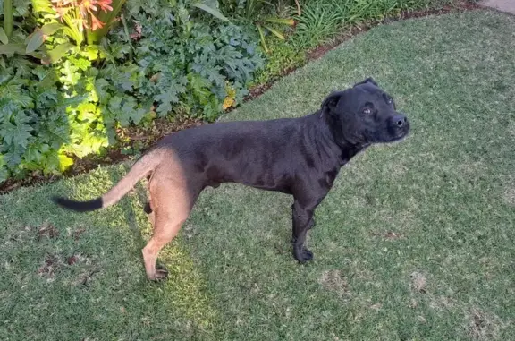 Found Pitbull: Friendly Male in Pretoria