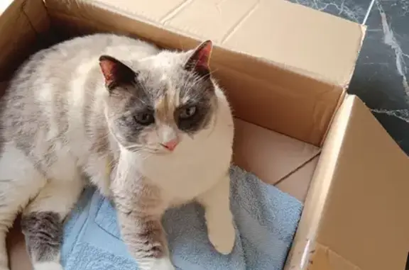 Chatte tricolore aux yeux bleus perdue à Alizay - photo
