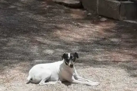 Perro Perdido: Bodeguero Andaluz, Camino de Íllora