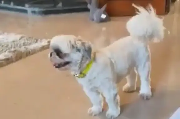 Chien Shih Tzu blanc perdu à Toulouse - photo