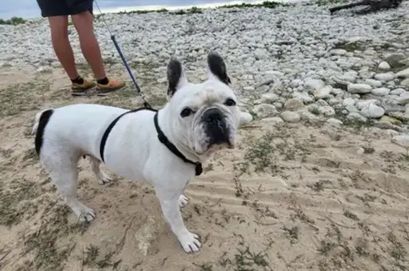 Chien perdu , photo : Chienne bouledogue perdue à Serres-Sainte-Marie