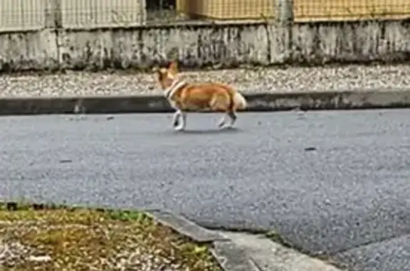 Chien trouvé rue Blaise Pascal, Blanquefort - photo