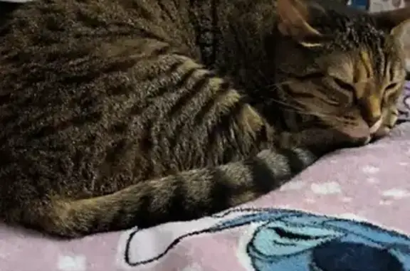 Chatte tigrée disparue à Longwy - photo