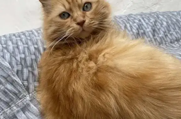 Chat roux 15 ans disparu à Pithiviers - photo