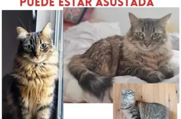 ¡Gato Perdido en Cercedilla! Ayuda Urgente