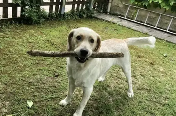 Chien perdu Luçon, photo : Chien perdu près de l'hôpital de Luçon