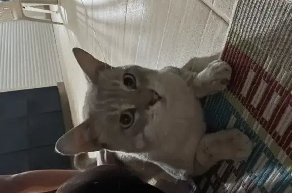 Chat gris aux yeux bleus trouvé à Marseille - photo