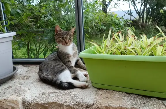 Animaux trouvés , photo: Chatte tricolore trouvée au Nayrac en septembre