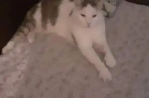 Chat trouvé hier soir à Thonon-les-Bains - photo