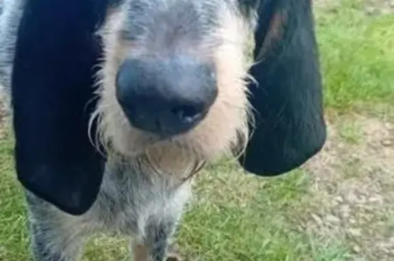 Chien perdu , photo : Chien Bleu de Gascogne perdu à Chanteloup