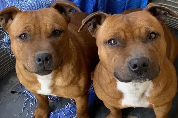 Chien perdu Béziers, photo : Chienne staffie rouge perdue à Béziers