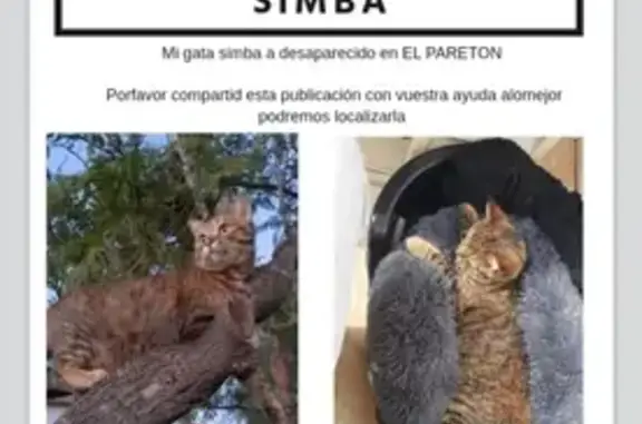 ¡Gato Perdido en Calle Caminico, Totana!