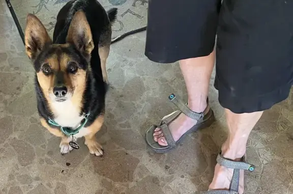 Lost: Small Black & Tan Dog in Boston