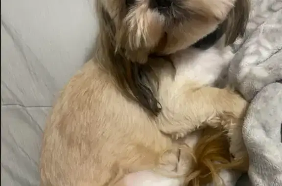 Lost Shih Tzu: Tan/White, Pink Collar, Houston