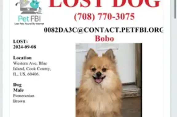 Lost Male Pomeranian on Western Ave, Blue Island