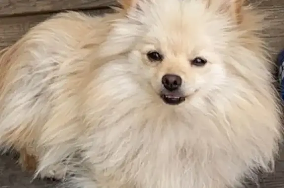 Lost Cream Pomeranian, 2 Yrs, Blue Island