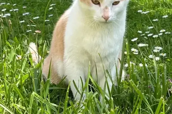 Chat mâle roux et blanc perdu à Doué-en-Anjou - photo