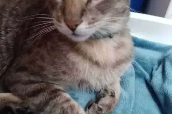 Animaux perdus Plaisance-du-Touch, photo: Chat gris craintif perdu à Toulouse