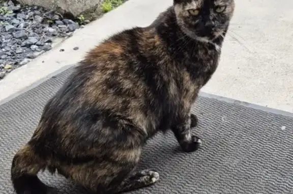 Chat trouvé , photo: Chatte sociable trouvée sans collier à Chambry