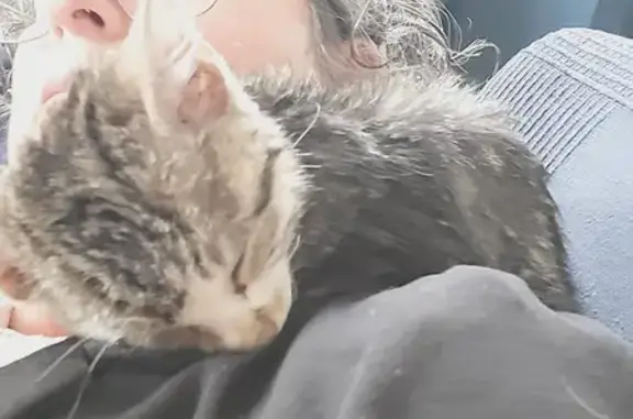 Chaton femelle tigré gris trouvé à Montaigu - photo