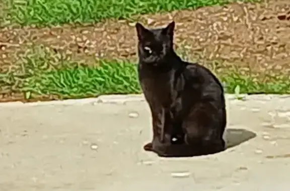 Chat trouvé , photo: Chaton noir européen cherche famille aimante