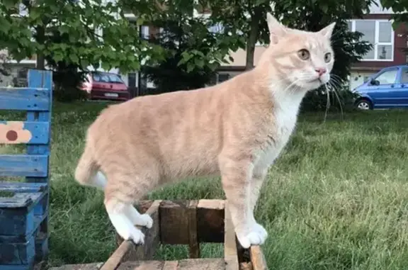 Зник рудий котик з білими лапками в Ременові