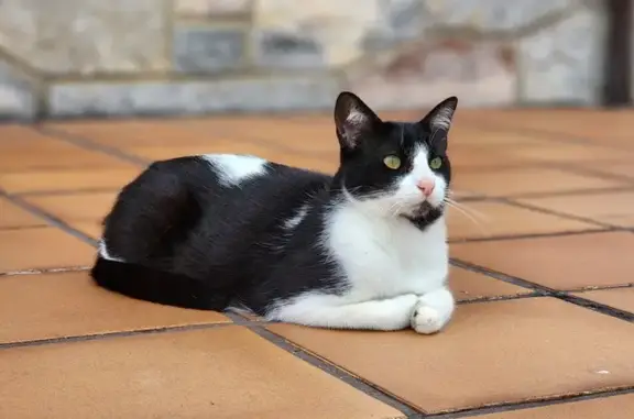 Gato Perdido en Tiñana: Julio, Macho Castrado