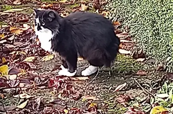 Chat trouvé cherche foyer aimant - photo