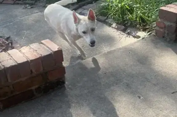 Found: Two Loving Dogs in Skyline Heights