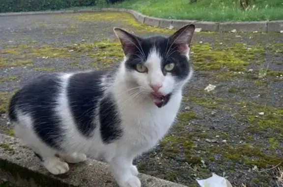 Chatte noire et blanche trouvée à Saint-Étienne - photo