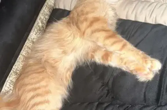 Chat perdu, Brive-la-Gaillarde, photo: Chat femelle tigrée disparue à Brive