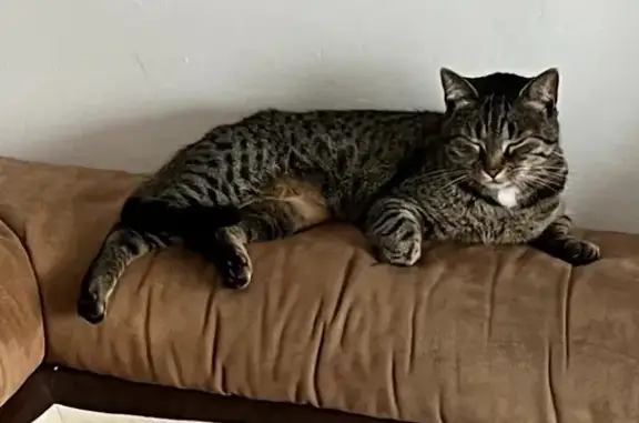 Chatte tigrée grise perdue à Migennes - photo