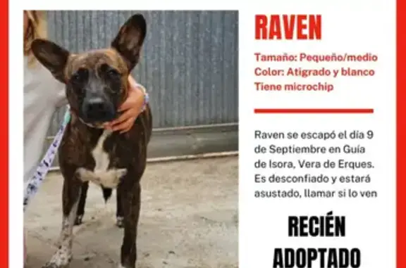 Perros perdidos, , foto: Perro Perdido: Recién Adoptado y Asustadizo