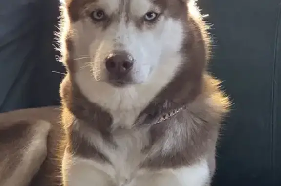 Lost Red & White Husky 