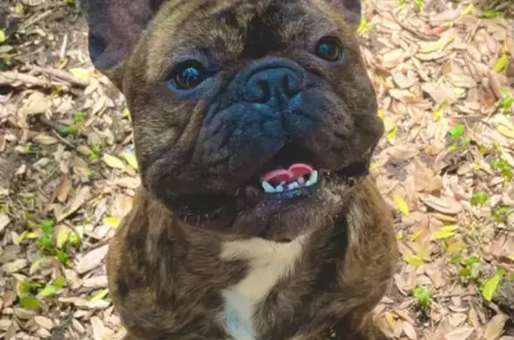 Missing Brindle French Bulldog in San Antonio