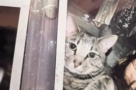 Missing cat , photo: Missing Cat: Playful Milo in Butner, NC