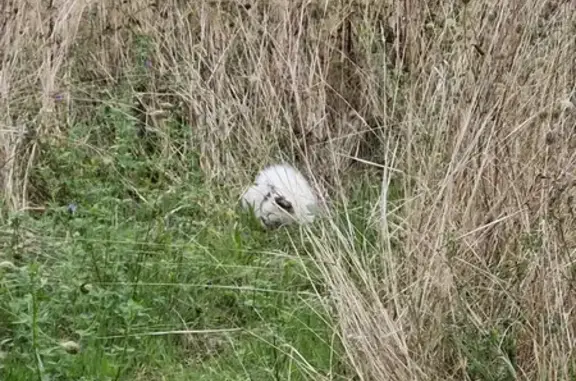 Chat blanc-gris trouvé Rue de Morest, Huisseau - photo