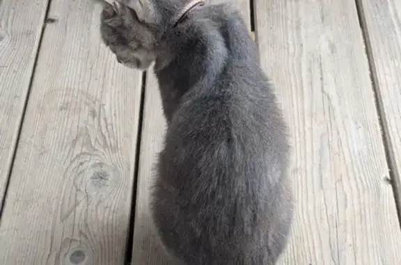 Petite chatte tigrée trouvée à Pézenas - photo