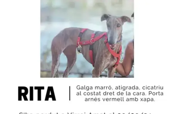 Perro Perdido: Galga Marrón en Barcelona