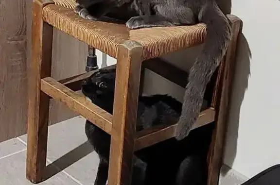 Animaux perdus Château-Renard, photo: Chat Européen gris taupe perdu à Château-Renard