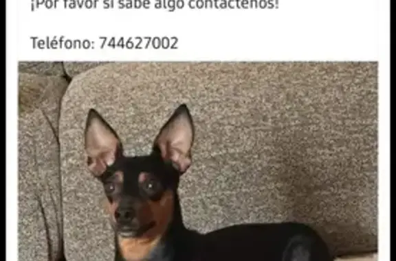 Perro Perdido: Mini Pincher Negra y Marrón